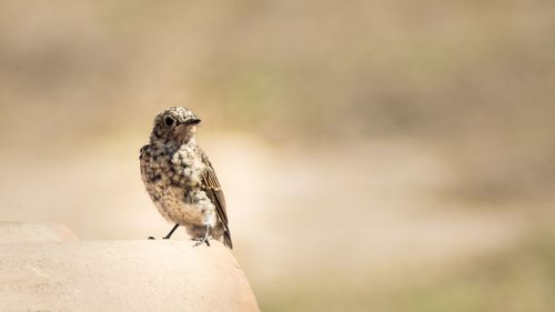Close-up of bird perching