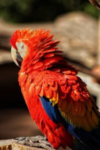 Close-up of parrot perching on branch