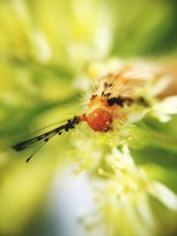 Close-up of spider on flower