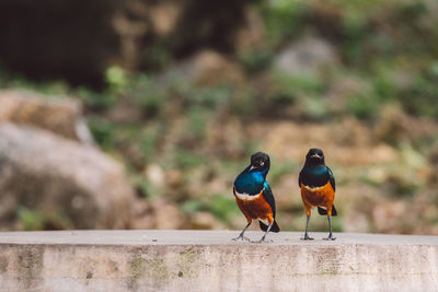 Close-up of bird perching on wood