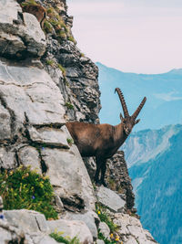 Mountain goat standing on cliff