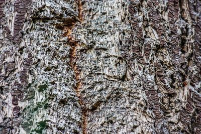 Full frame shot of tree trunk