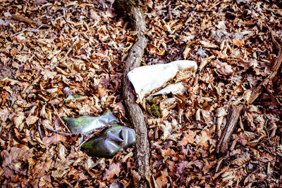 High angle view of animal skull on dry leaves