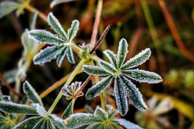 Close-up of frozen plant