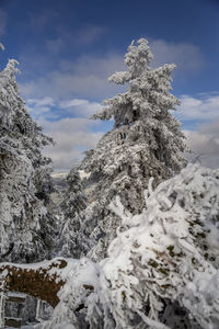 Low angle view of snow covered trees against sky