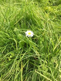 Close-up of flower growing in field