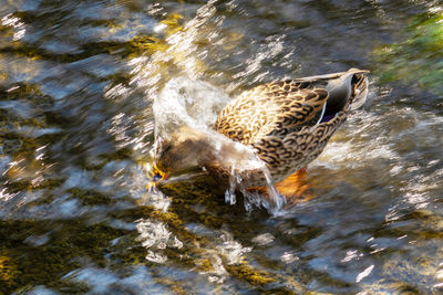 High angle view of duck swimming in lake