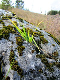 Close-up of plants growing on moss