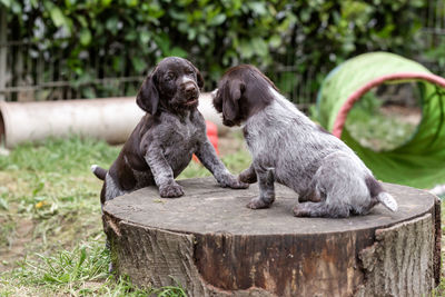 Two german wiredhair puppy playing outdoor in the garden, green background 