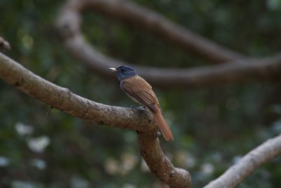 Close-up of bird perching on branch