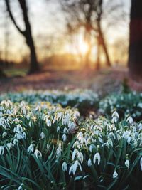 Close-up of flowering plants on land