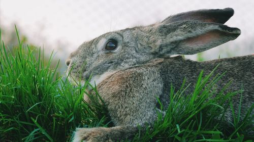 Close-up of rabbit on grassy field