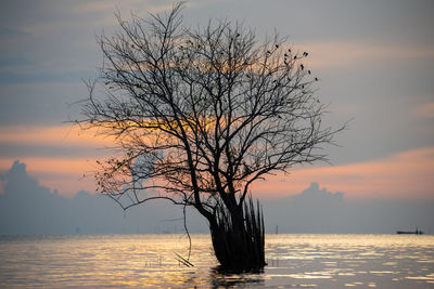 Silhouette bare tree against sky during sunset