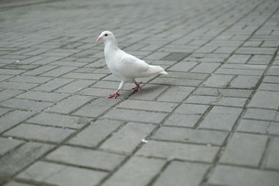 Seagull perching on footpath