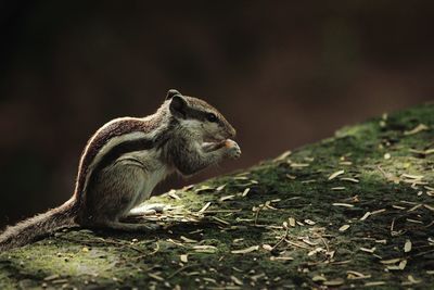 Close-up of chipmunk feeding on retaining wall