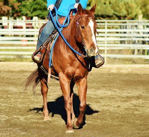 Horse in stable