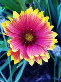 Close-up of yellow flower blooming outdoors