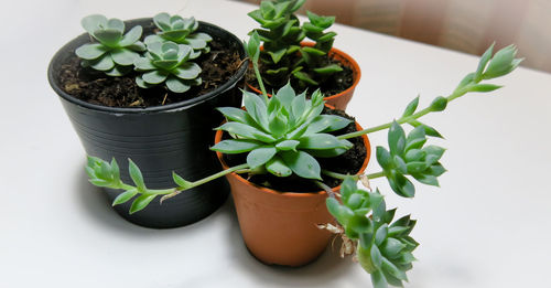 Close-up of potted plant