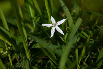 Close-up of wet plant on field