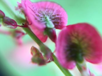 Close-up of pink flowers