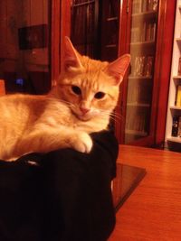 Close-up of cat