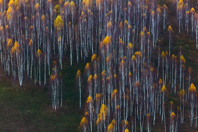 View of trees growing on field