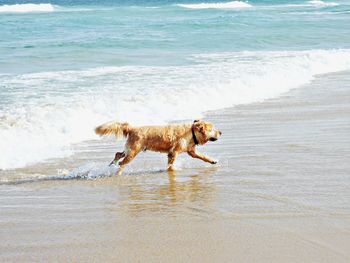 Full length of dog running on beach