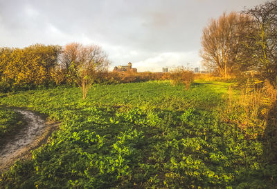 Scenic view of field against sky
