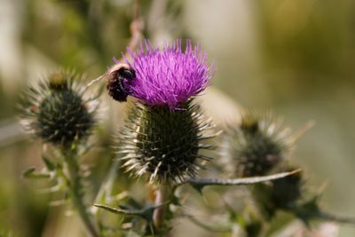 Close-up of bee pollinating on flower