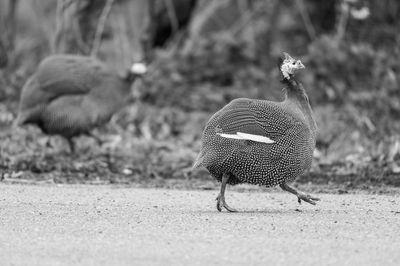 View of a bird on field