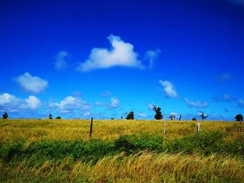 Scenic view of agricultural field against blue sky