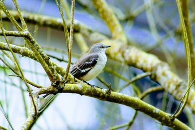 Close-up of bird perching on branch