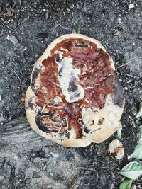 High angle view of ice cream on rock