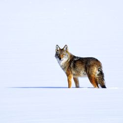 Coyote walking across a frozen lake