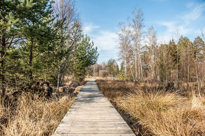 Footpath along trees