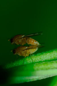 Close-up of insect on leaf