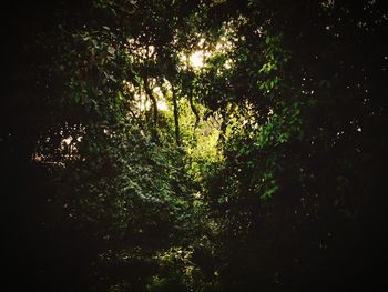 Low angle view of trees against sky at night