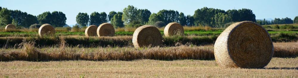 Bales of straw