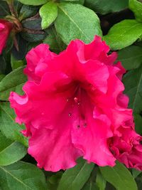 Close-up of pink rose flower