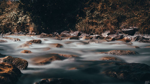 Scenic view of river amidst trees in forest
