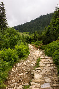 Footpath amidst trees in forest against sky