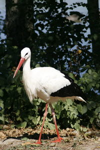 White bird perching on a tree