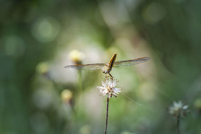 Close-up of insect pollinating on flower