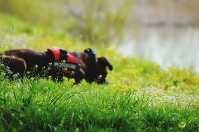 Side view of a dog sleeping on grass