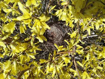 Close-up of yellow leaves