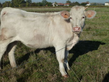 Portrait of cow standing in field