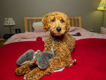 Portrait of dog sitting on sofa at home