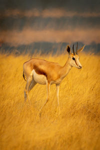 Side view of deer on field