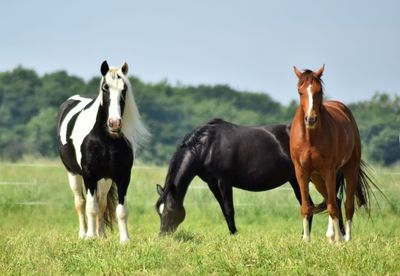 Horses in a field