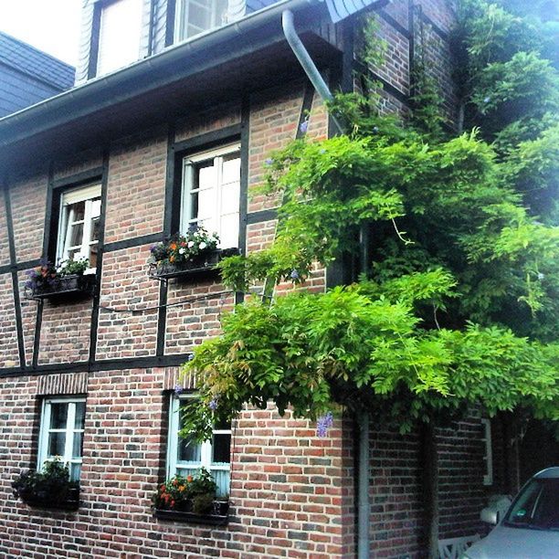 building exterior, architecture, built structure, window, house, residential building, residential structure, tree, growth, plant, building, balcony, potted plant, day, green color, no people, outdoors, city, low angle view, sunlight